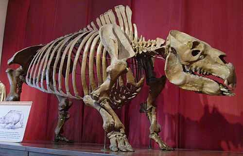 هيكل عظمي لـ Toxodon