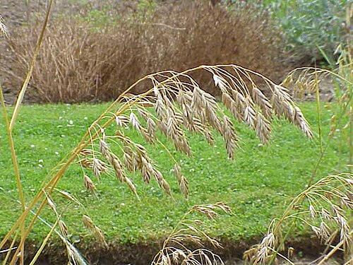أزهار نبات البروم (B. secalinus)