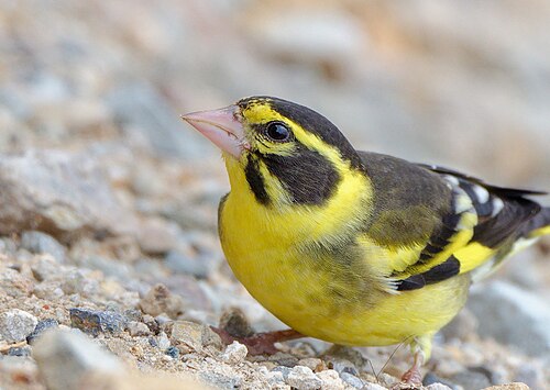طائر الحسون الأخضر ذو الصدر الأصفر (Chloris spinoides)