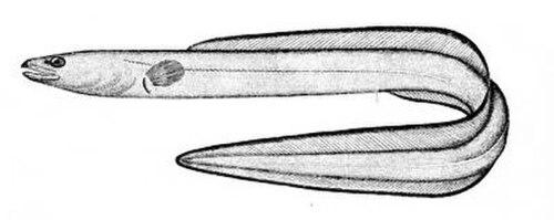 ثعبان البحر الكونجر (Leptocephalus conger)