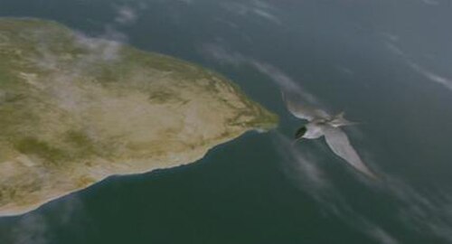 إحدى اللقطتين الوحيدتين بتقنية CGI في فيلم Winged Migration، حيث يحلق طائر الخرشنة القطبي فوق جنوب إفريقيا