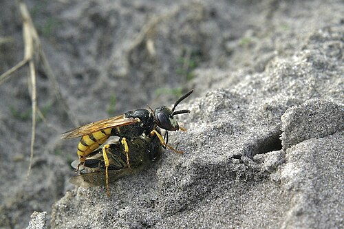 ذئبة النحل الأوروبية (Philanthus triangulum) تُزوّد ​​عشها بنحلة عسل